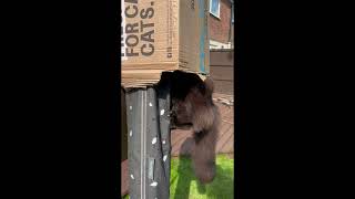 Maine Coon Mania:  Marley loves boxes! by Adventures of Luna and Marley 21 views 3 months ago 19 seconds