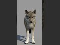Red Wolf 3d Model Animated video