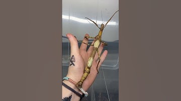 Those insects are just like plants 😱.