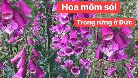 Vào rừng ngắm hoa rừng | Thôn Quê nước Đức | Khám phá vùng quê | Nước Đức | Cuộc sống ở Đức