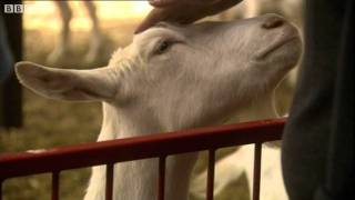 The Goats with Spider Genes and Silk in their Milk - Horizon: Playing God - BBC Two