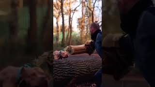 American Pit Bull Terrier Guard Dog