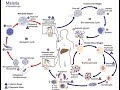 Plasmodium and Malaria 2/2 (Class Telosporea) parasitology