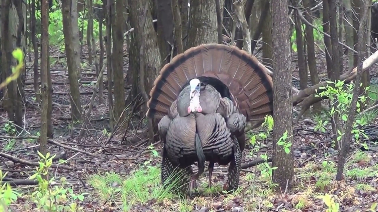 Ohio Spring Turkey Hunt YouTube