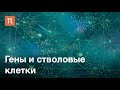 Гены и стволовые клетки — курс Сергея Киселева