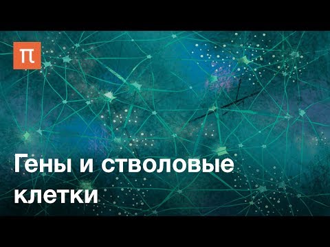 Видео: Разница между генной терапией и терапией стволовыми клетками