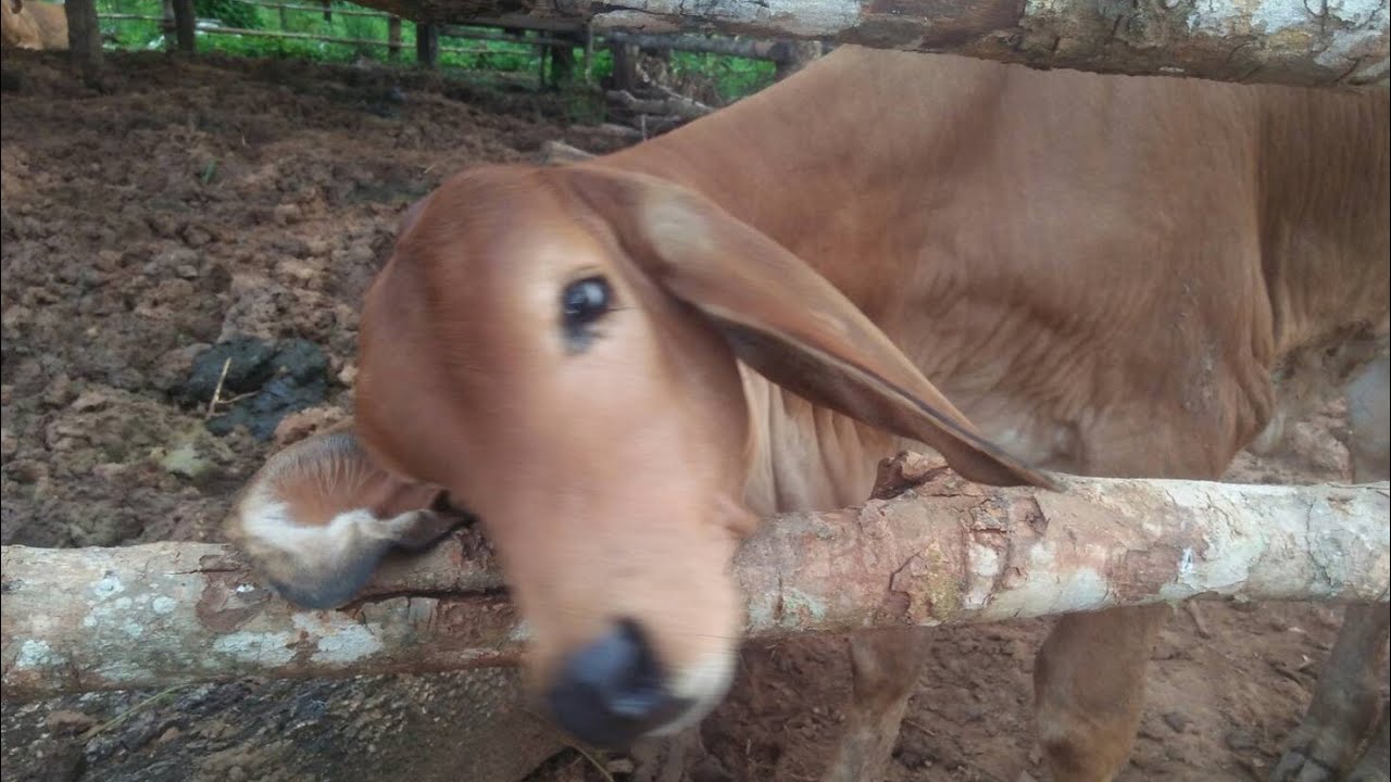 เล่นแต่เช้า คันๆ อัพเดทน้องถุงทอง ผลงานแรมโบ้ TK 579 อายุ 2 เดือน 3 วัน | cow2u พอใจฟาร์ม