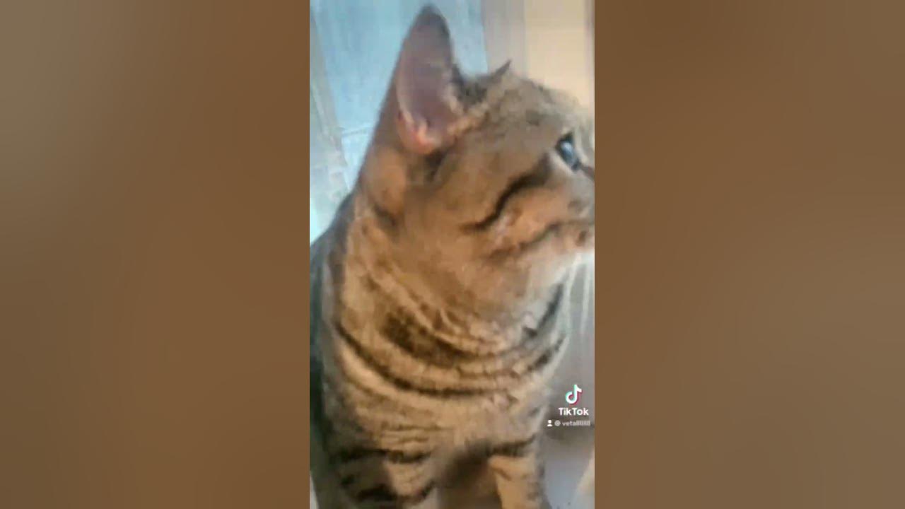 Чупик😺 - YouTube