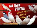Java Finch Latest Price Update 2025|Full Market Info#BirdsMarketPakistan #JavaFinchPrice#FlyerFactz