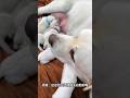When Dad Isn’t Ready for Fatherhood! 😂🐶😱 #shorts #viral #puppy