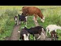 Козы и Розы 🌹🌹🌹🐐🐐🐐