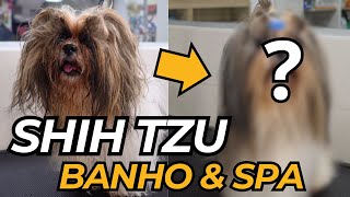 Dicas remoção de nos e tosa para Shih Tzu pelo longo by Pet's com Pinta 1,453 views 3 months ago 4 minutes, 44 seconds