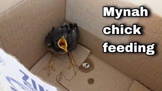 Mynah chick feeding | feeding baby bird | how to feed mynah chick