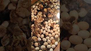 Hatching Eggs day 19