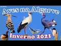 Aves no Algarve no Inverno de 2021