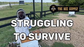 BEEKEEPING: How to Save a Weak Hive Before Winter