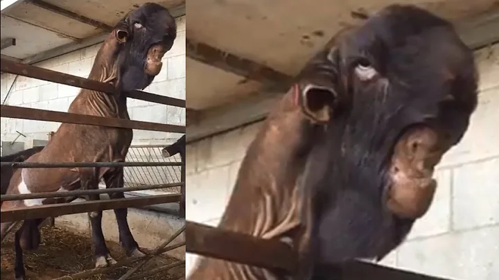 Goat with a Weird Face Never Seen Before