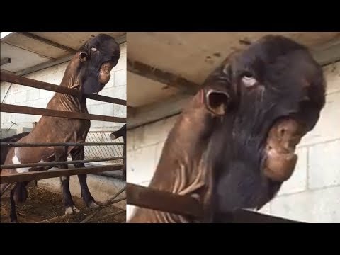 goat-with-a-weird-face-never-seen-before