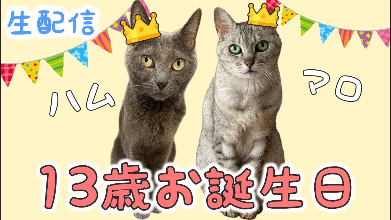 お誕生会ハブられ猫 8/10 ハムとマロ13歳のお誕生日会🎉 - YouTube