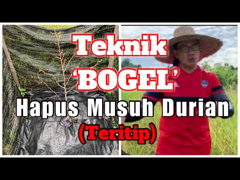 Teknik ‘BogeI’ - Hapus Musuh Durian (Teritip)