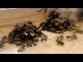 معركة شرسة بين النحل من اجل الغداء 