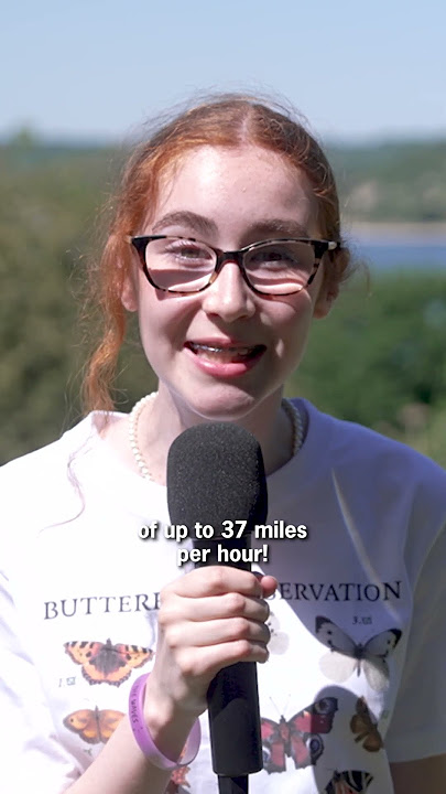 What is the fastest butterfly in the world? 🦋💨 #BigButterflyCount