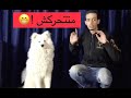 ازاي تعلم كلبك أمر Stay متتحركش ! بدون طوق او خناق مع سكار السامويد | Mahmoud And Kovu محمود و كوڤو