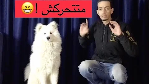 تحميل كيف تدرب كلبك على طع بل امر باسل Mp4 Mp3