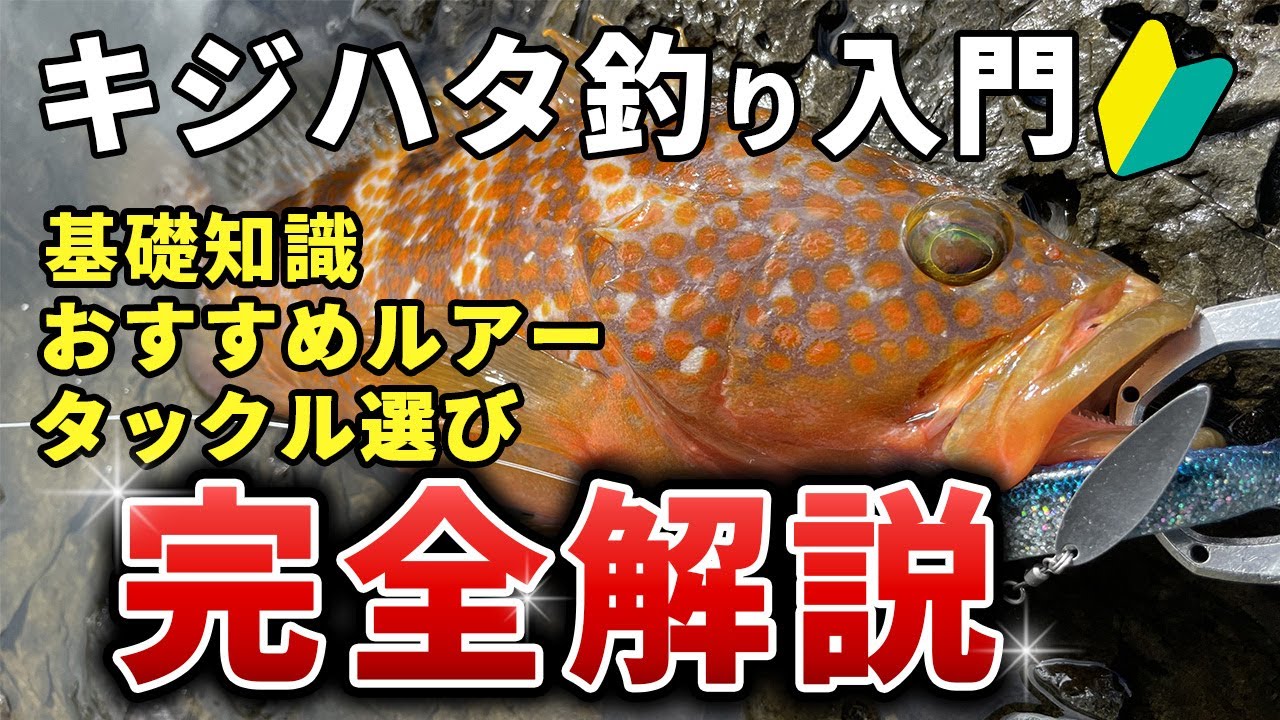 【1動画で全て分かる！】キジハタ(アコウ)の釣りの基礎～釣り方の極意・タックル選び・おすすめワーム