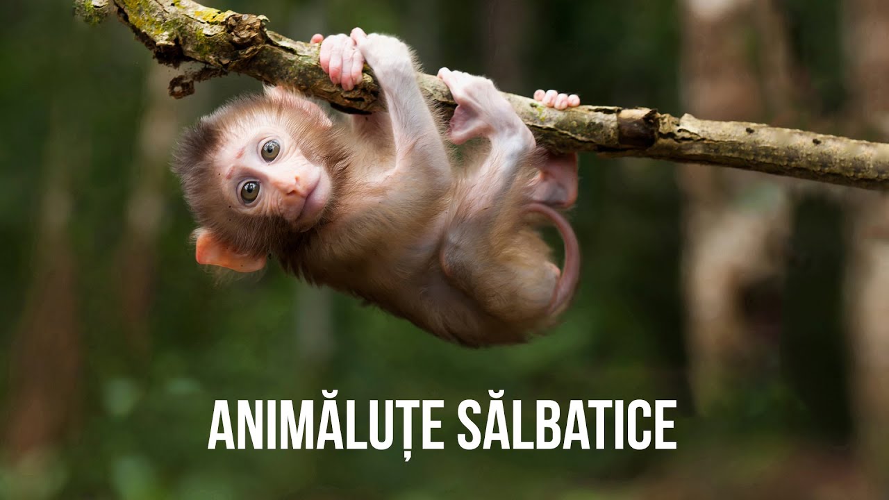 Animale salbatice mici pentru pitici 🙈🙉🐵