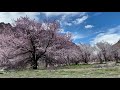 Apricot Bloom 2020 | Kargil | Ladakh