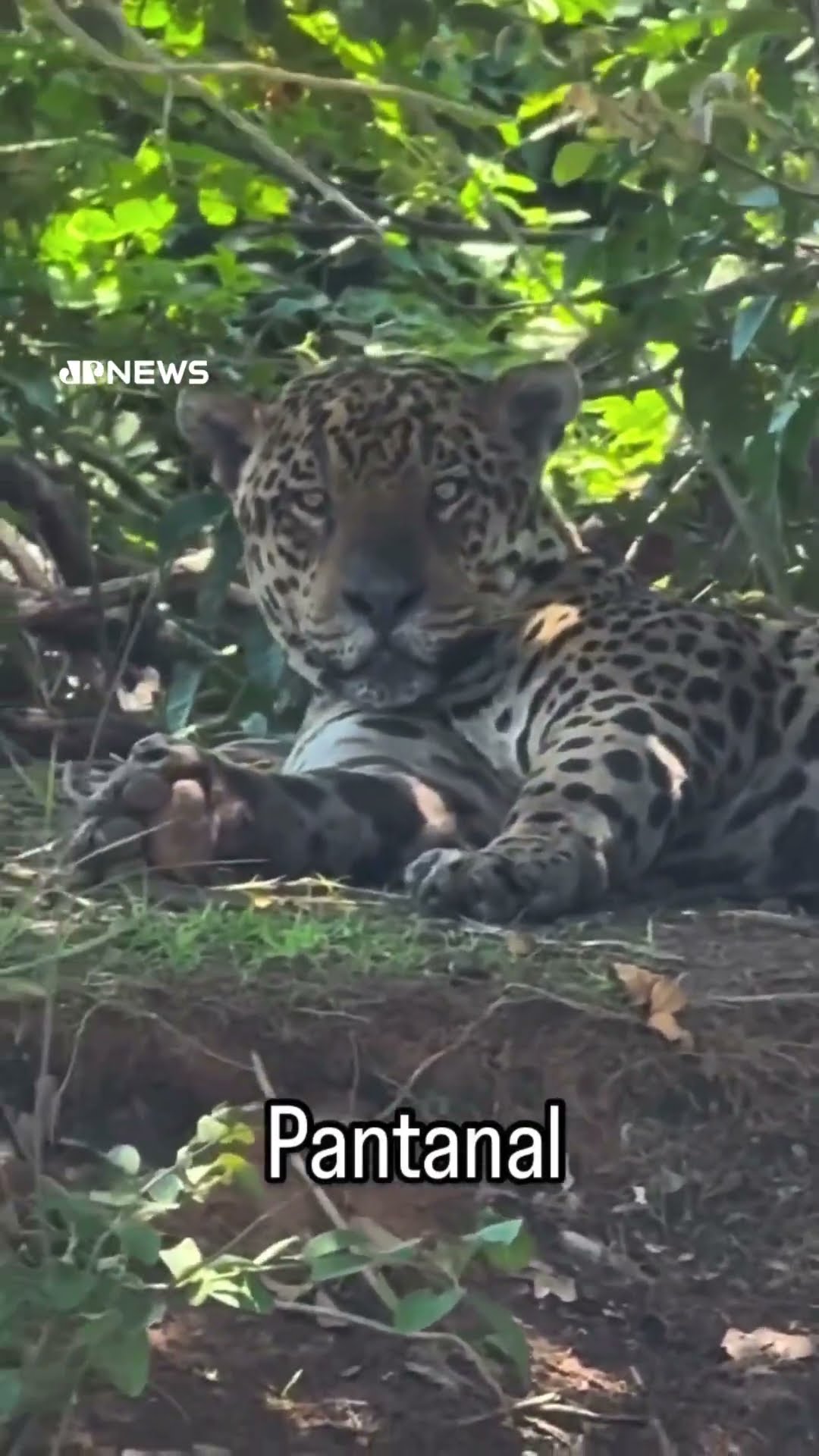 Leonardo encontra onça-pintada durante pescaria no Pantanal #shorts