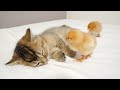 As a result of the kitten playing with the chicks all day...