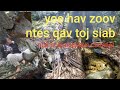 Yos hav zoov ntes qav ntos toj siab 2020 .  Huntting and go to life in the big forest( laos )