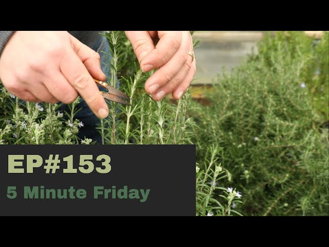 How To Harvest Rosemary The Right Way - Epic Gardening