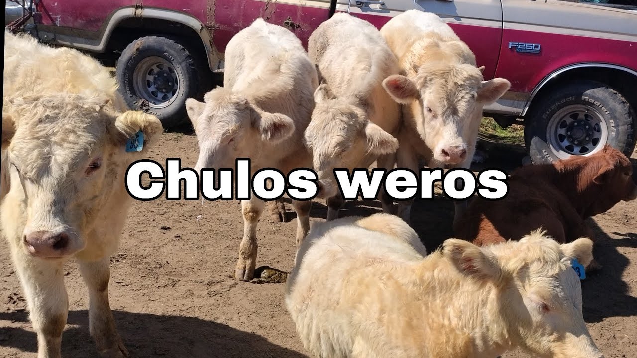 Chulas reses y más en Santiago Tianguistenco los días  Martes 