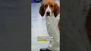 Dog Developed By George Washington  Meet the American Foxhound
