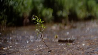 Mud Boots | Sony FS5 | 4k Raw 60fps | ZEISS Planar T* 50mm f/1.4 | Anamorphic mod screenshot 5