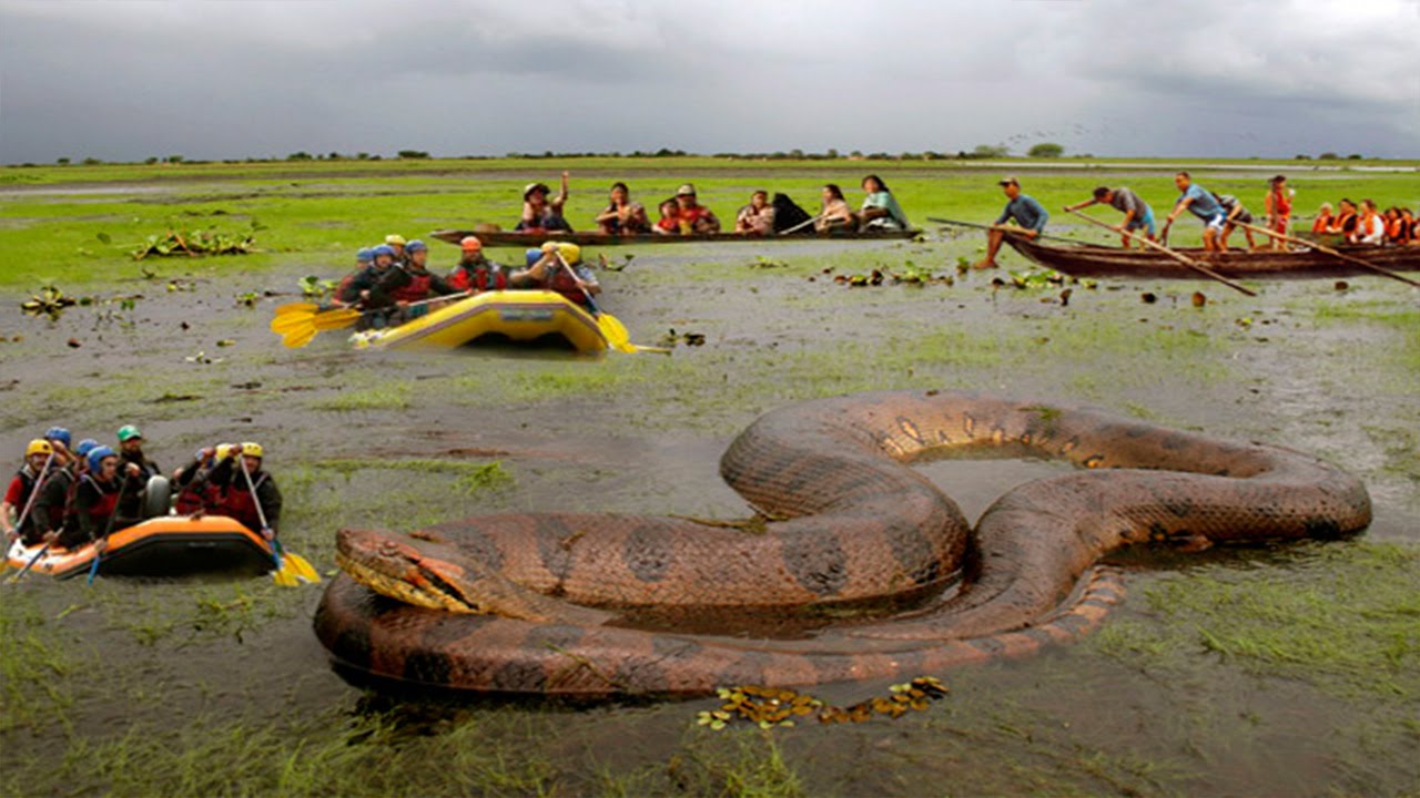 largest anaconda ever captured