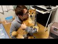 弟が大好きすぎて抱っこをせがむ柴犬。