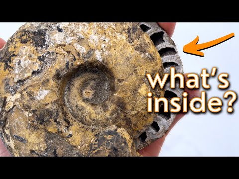 Vidéo: Lavabo en forme de fossile - ammonite