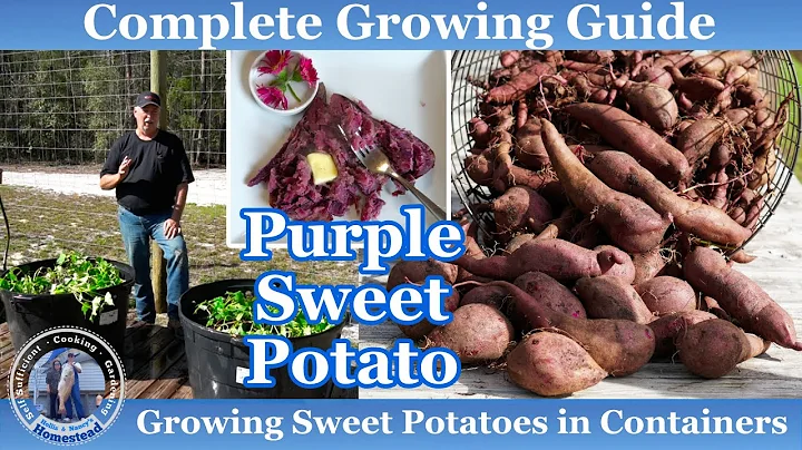 How to Grow Sweet Potatoes in Containers | Complet...