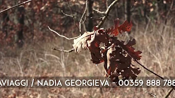 Cosa si caccia in Bulgaria?