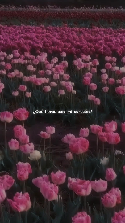 me gustas tu - manu chao (lyrics)🌷 | aesthetic | Whatsapp status | spanish song