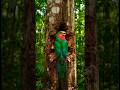 Resplendent Quetzal Building Its Nest 🐦 | Rare Close-Up Footage #wildlife #birds #shorts