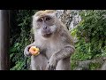 Walking tour Boss monkey in Kuala Lumpur, Malaysia-Batu Caves by DJI Osmo Pocket