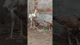 Galinha Polaca Cruzamento De Galo Label Rouge Com Galinhas Combatente