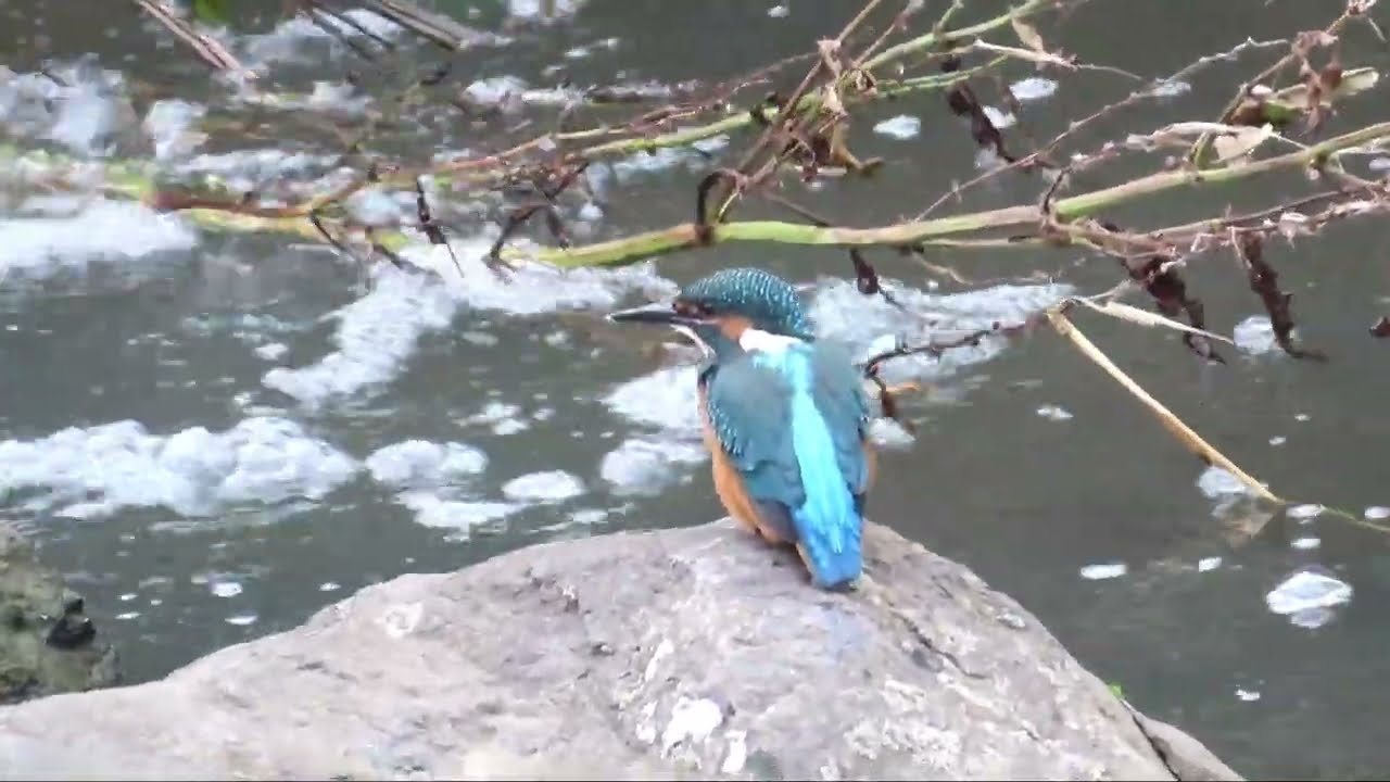 残堀川のカワセミ 2026.07.03 MVI_9142 Kingfisher - YouTube
