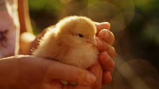 A Fluffy Beginning: Sweet Soft Chicks