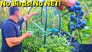 Vital Blueberry GROWING & NUTRITION Tips For New Growers by Self Sufficient Me 100,156 views 6 months ago 10 minutes, 18 seconds